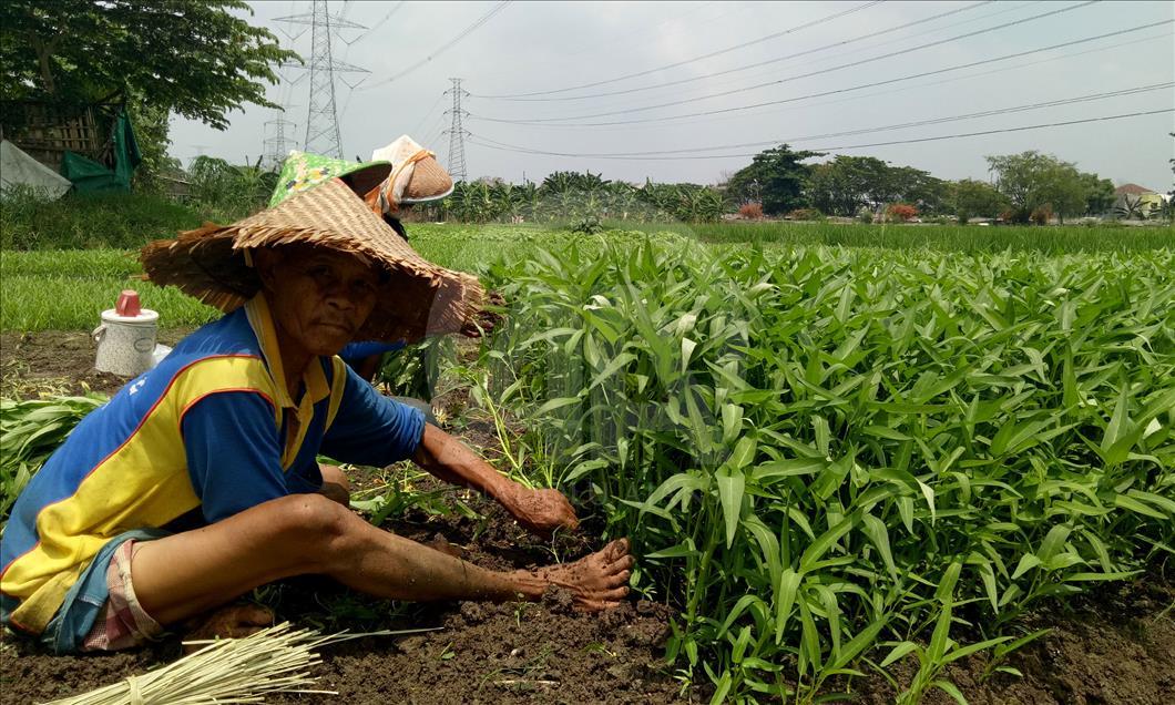 Bercocok tanam di belantara Jakarta