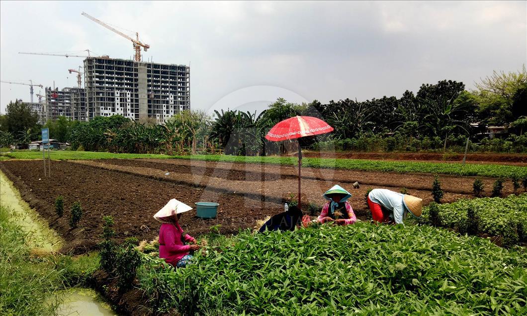 Bercocok tanam di belantara Jakarta