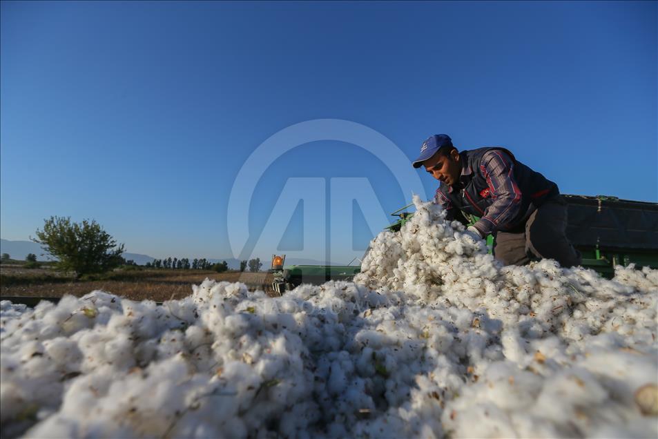 Cotton production in Turkey's Aydin