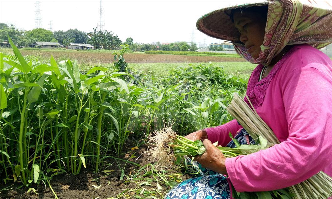 Bercocok tanam di belantara Jakarta