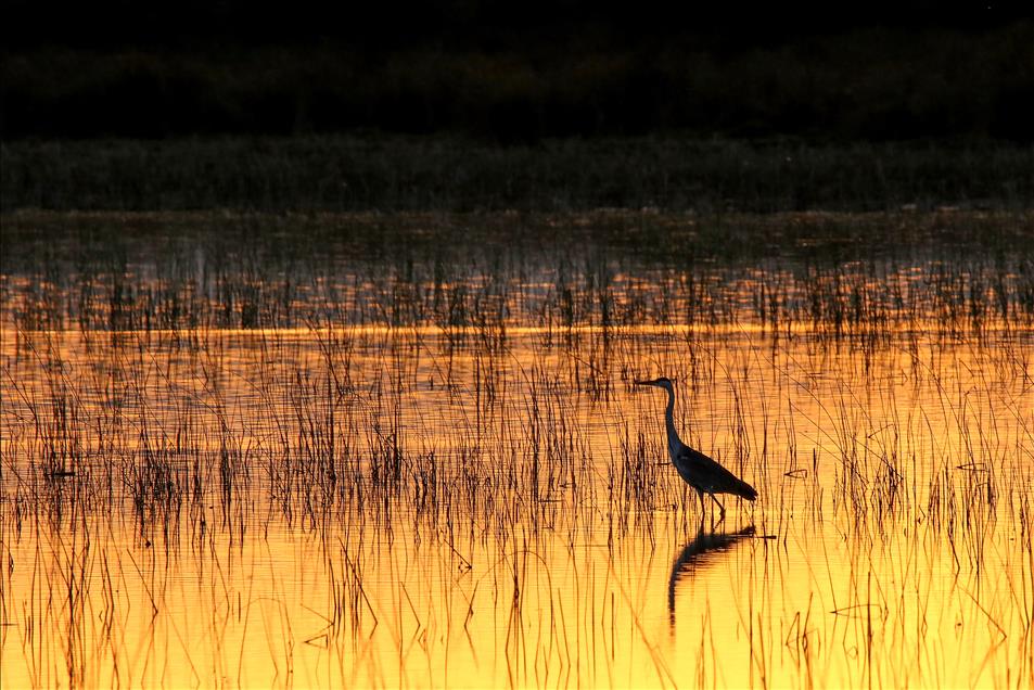Kızılırmak Deltası Kuş Cenneti'nde sonbahar