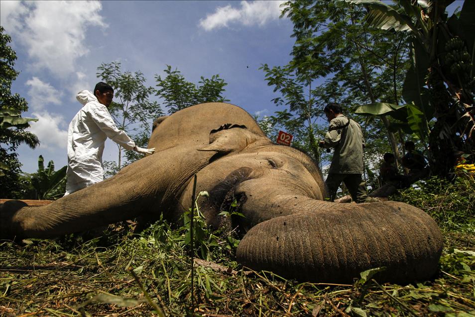 İki Sumatra fili elektro şok yüzünden yaşamını yitirdi
