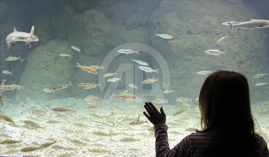 В Швейцарии открыли крупнейший в Европе пресноводный аквариум 