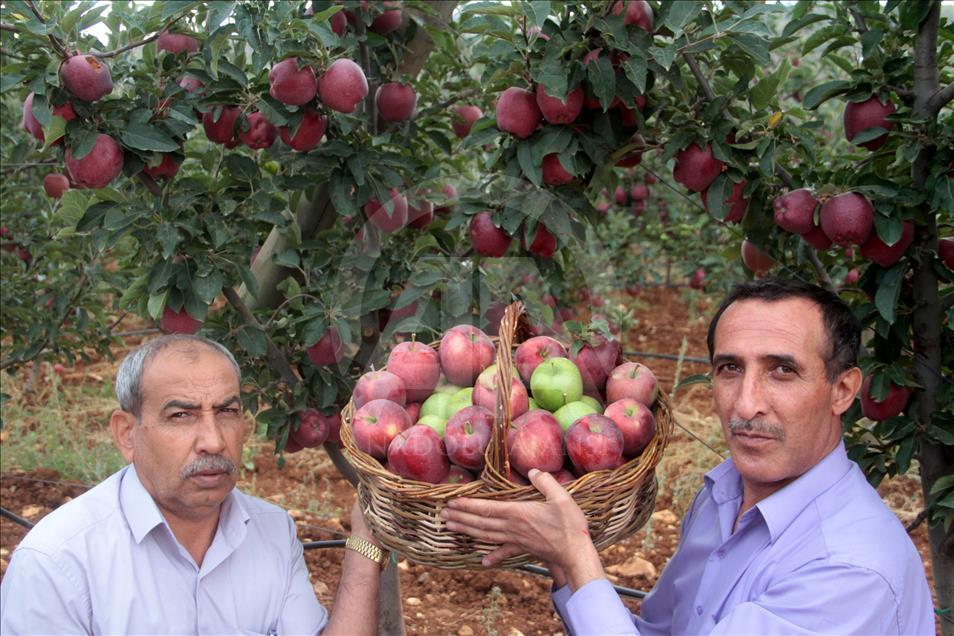 İtalyanların "scarlet" elması Elazığ'da yetişiyor