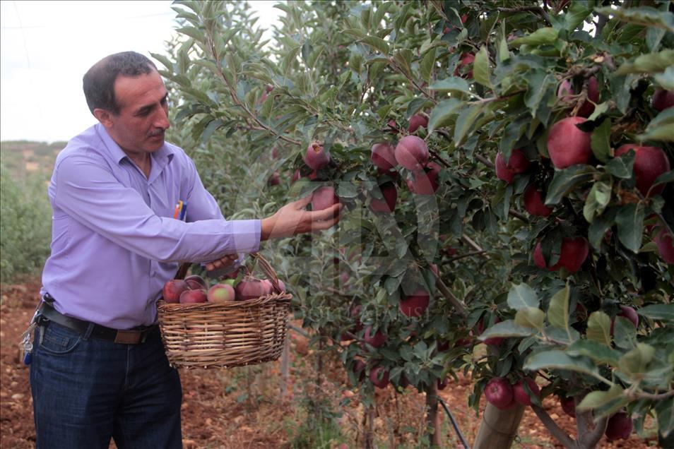 İtalyanların "scarlet" elması Elazığ'da yetişiyor