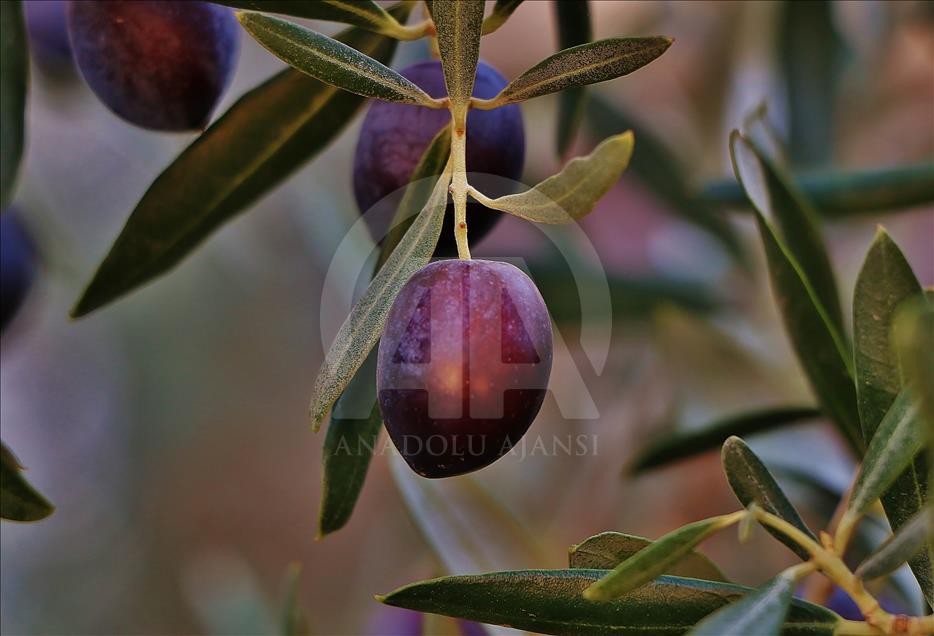 ‘3. Geleneksel Gömeç Zeytin Hasat Şenliği’
