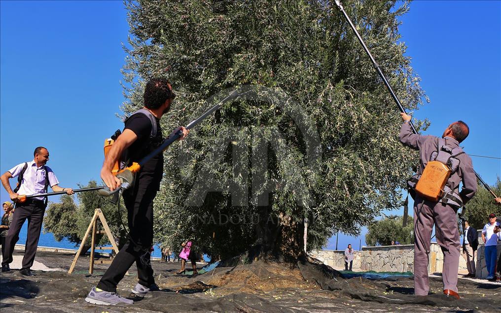 ‘3. Geleneksel Gömeç Zeytin Hasat Şenliği’