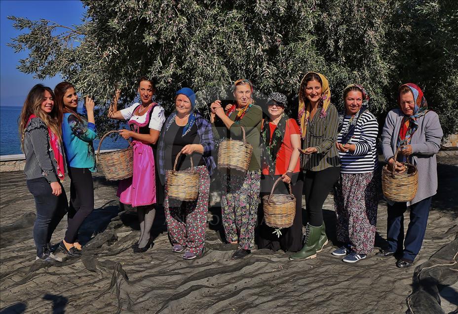 ‘3. Geleneksel Gömeç Zeytin Hasat Şenliği’