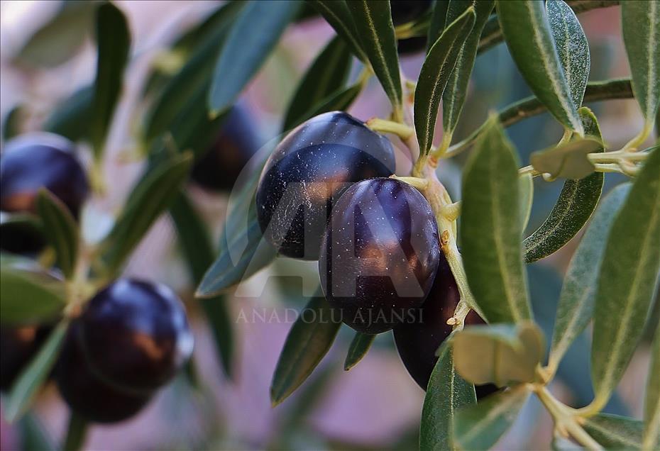 ‘3. Geleneksel Gömeç Zeytin Hasat Şenliği’