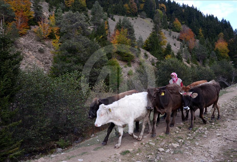 Giresun yaylaları sonbahar renkleriyle cezbediyor