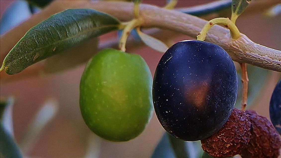 ‘3. Geleneksel Gömeç Zeytin Hasat Şenliği’