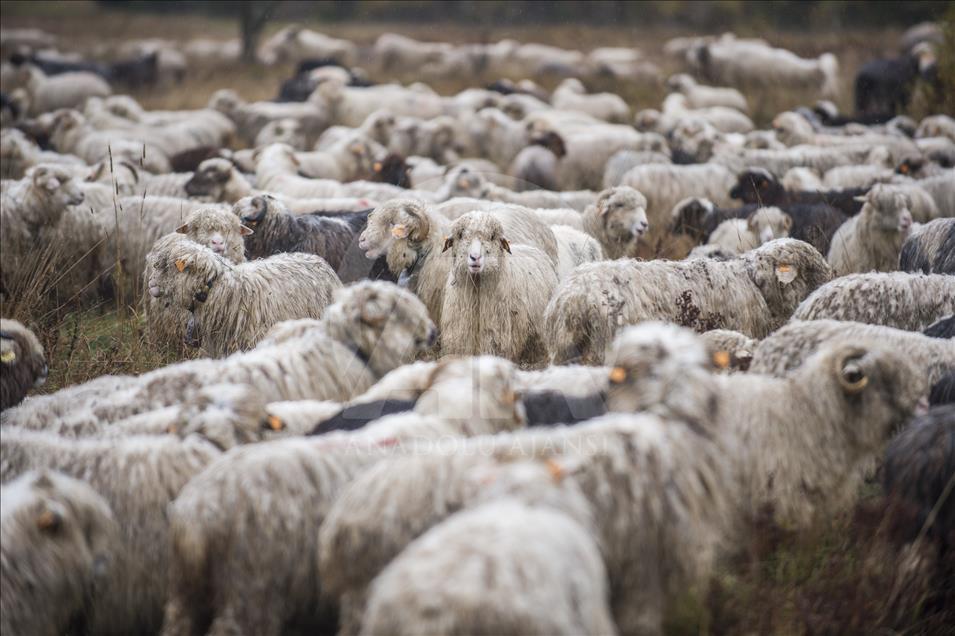 Polonya'da çobanların kış hazırlığı