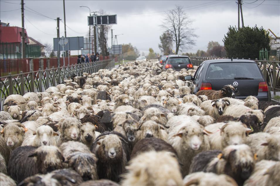 Polonya'da çobanların kış hazırlığı