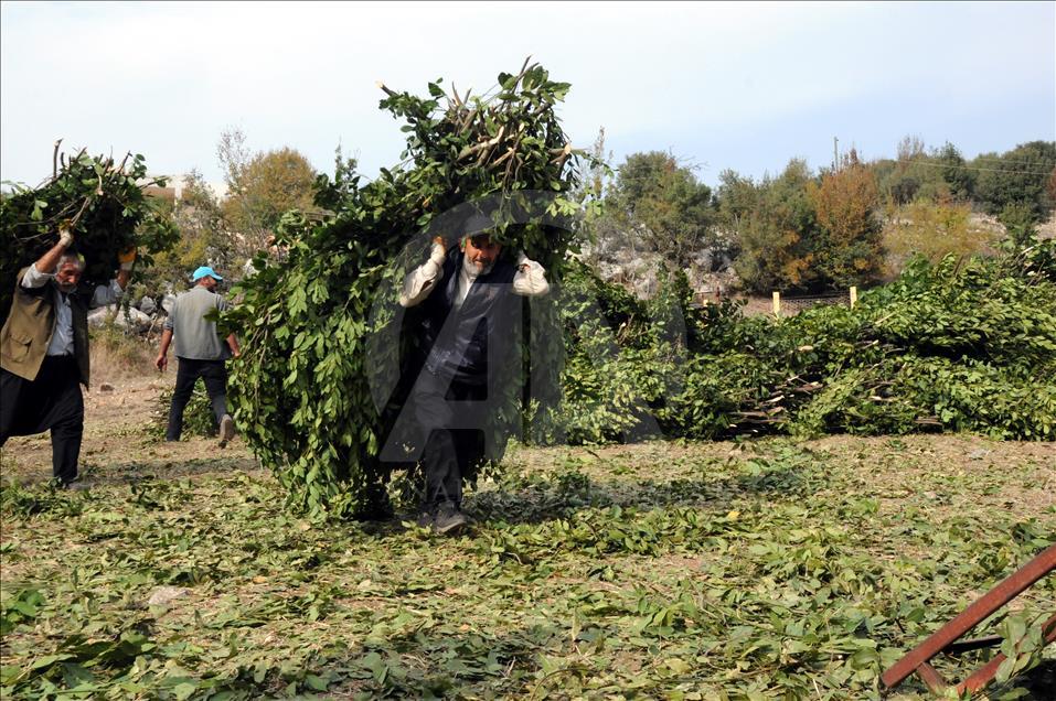 Osmaniye'de defne yaprağı hasadı başladı 