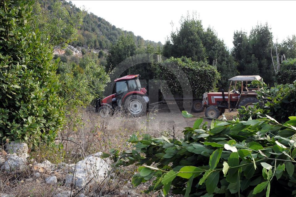 Osmaniye'de defne yaprağı hasadı başladı 