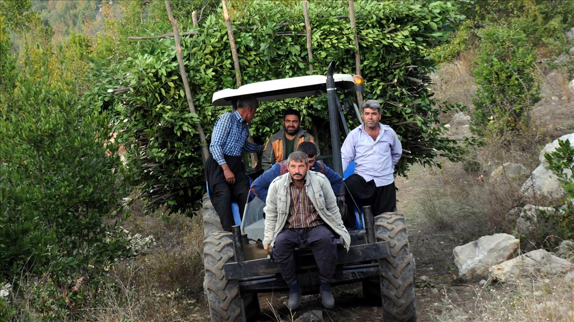 Osmaniye'de defne yaprağı hasadı başladı 