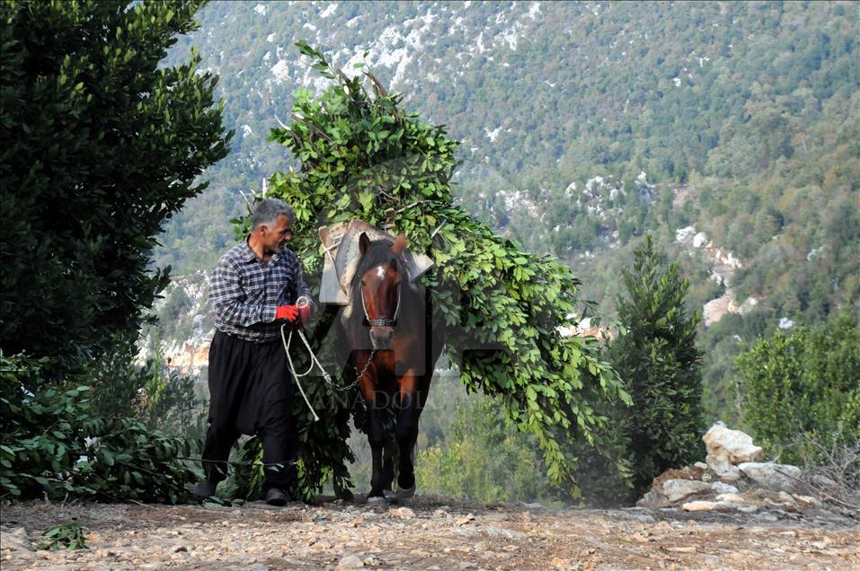 Osmaniye'de defne yaprağı hasadı başladı 