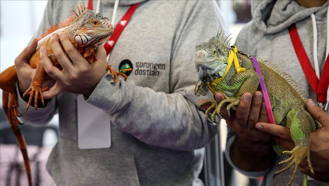 Pameran Internasional Hewan Peliharaan Ke 6 Turki Anadolu Agency