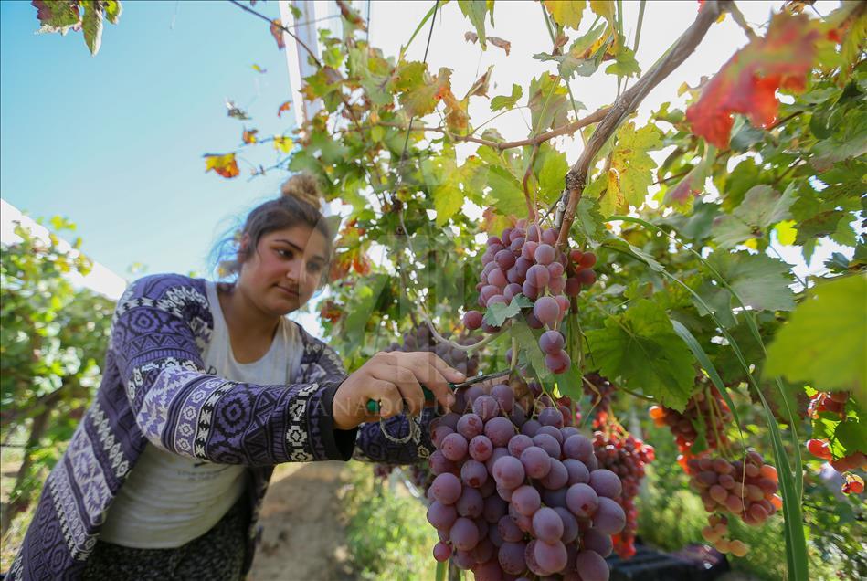 Yaş üzüm "beyaz örtüyle"kışa hazırlanıyor