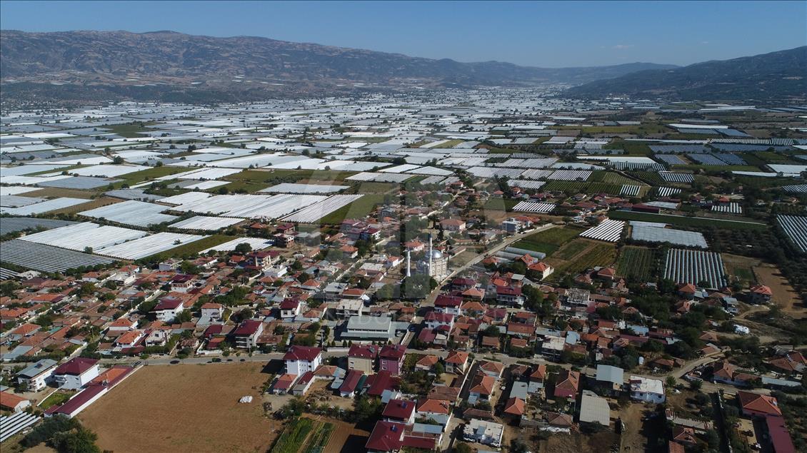 Yaş üzüm "beyaz örtüyle"kışa hazırlanıyor