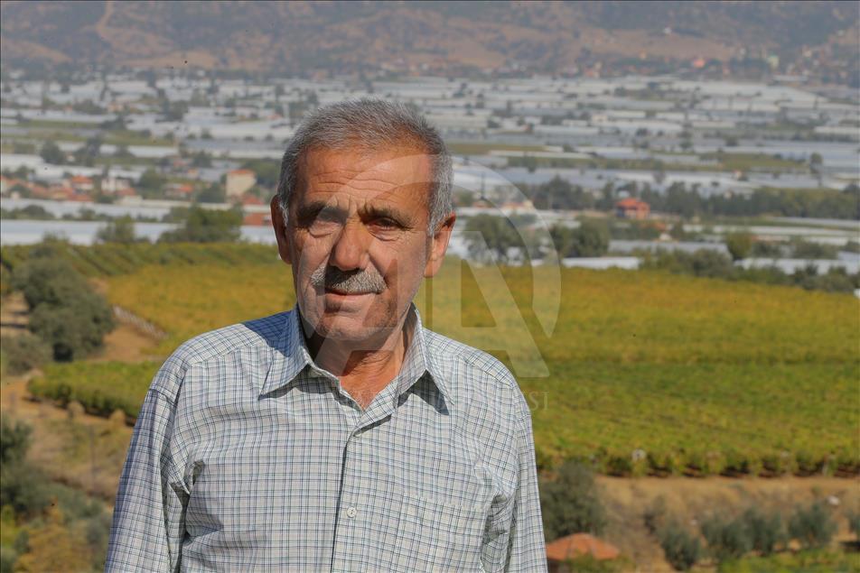 Yaş üzüm "beyaz örtüyle"kışa hazırlanıyor
