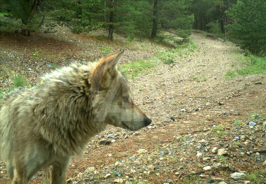 Turquie : Ours, loups, et lynx, dans les forêts de Kars