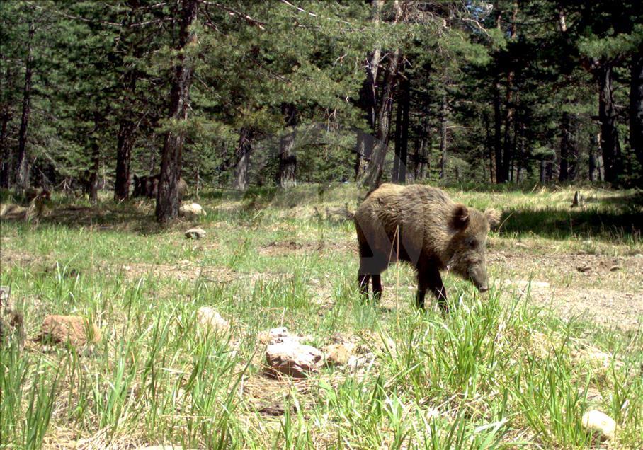 Turquie : Ours, loups, et lynx, dans les forêts de Kars