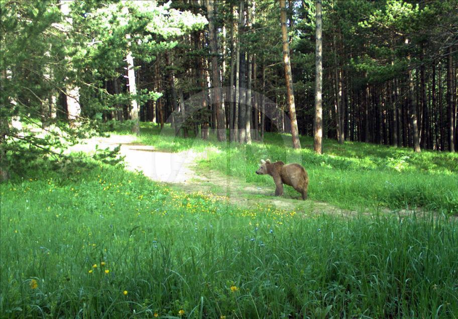 Turquie : Ours, loups, et lynx, dans les forêts de Kars