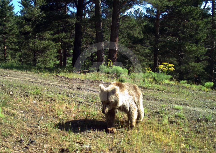 Turquie : Ours, loups, et lynx, dans les forêts de Kars