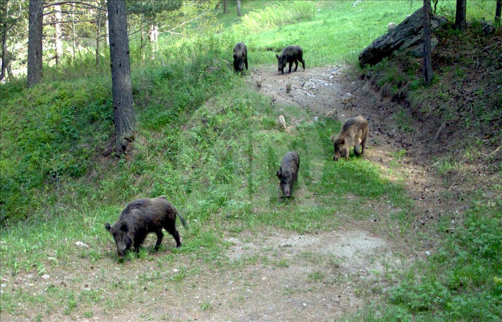 Turquie : Ours, loups, et lynx, dans les forêts de Kars