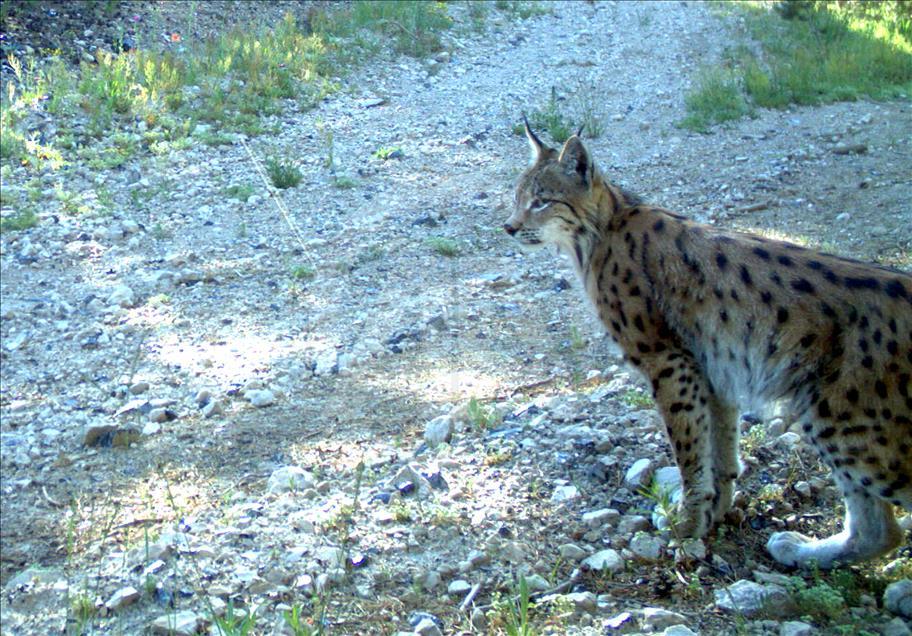Turquie : Ours, loups, et lynx, dans les forêts de Kars