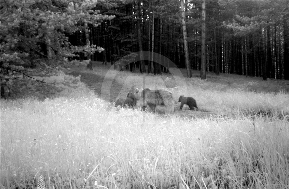 Turquie : Ours, loups, et lynx, dans les forêts de Kars