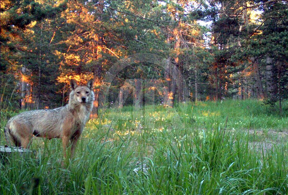 Turquie : Ours, loups, et lynx, dans les forêts de Kars