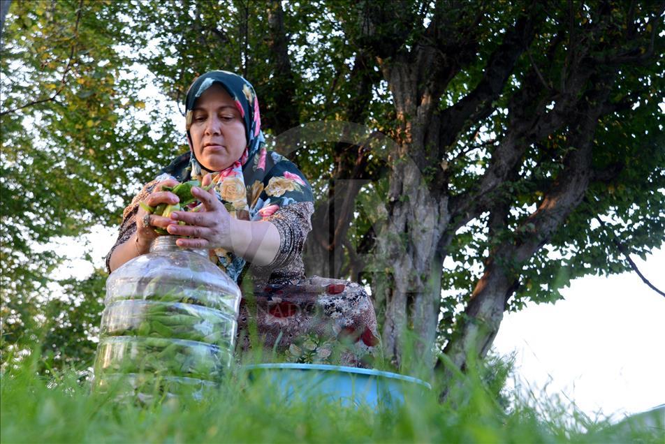 Karadenizli kadınların kış hazırlığı