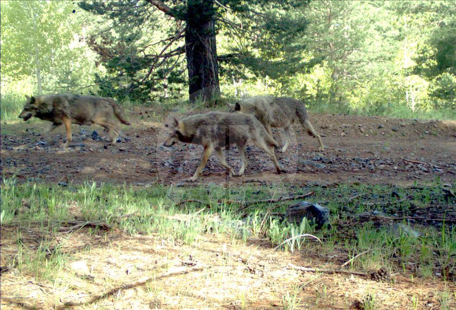 Turquie : Ours, loups, et lynx, dans les forêts de Kars