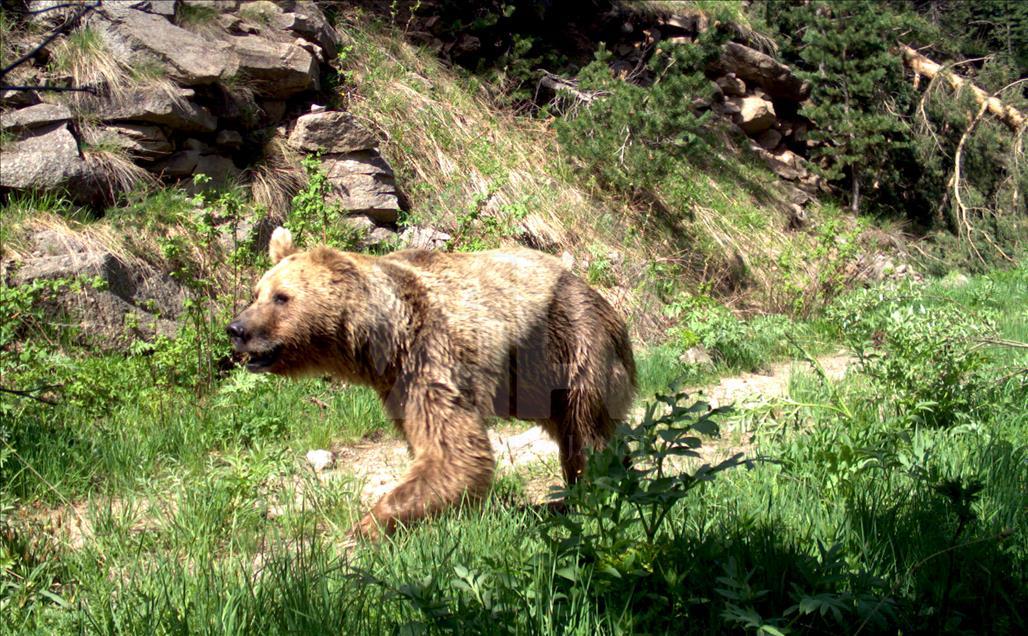 Turquie : Ours, loups, et lynx, dans les forêts de Kars