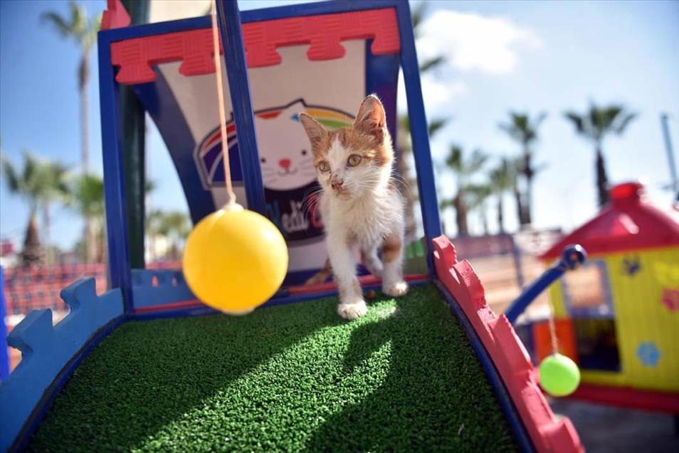 parque para gatos callejeros - Agencia