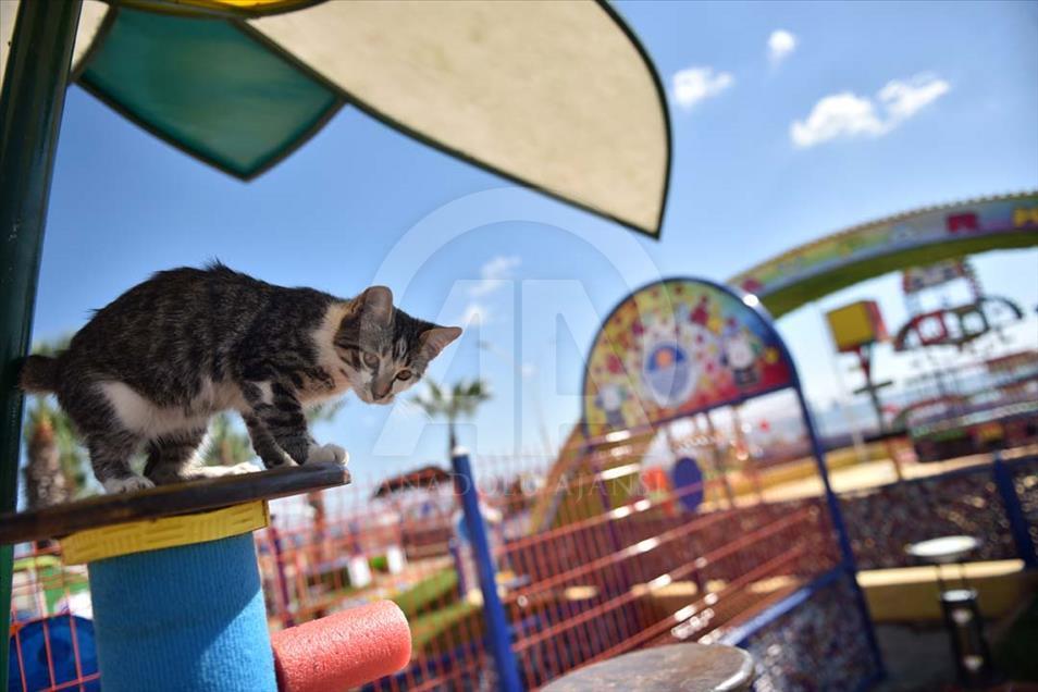 Turquía construye un parque para gatos callejeros - Anadolu Ajansı