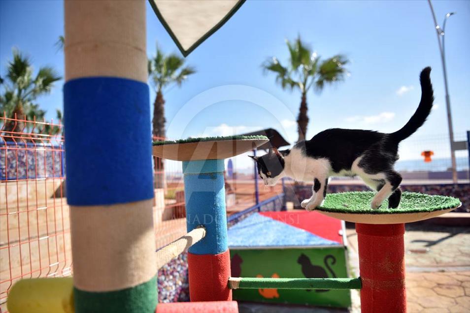 CGTN Español on X: En Mersin, #Turquía, el gobierno local construyó un parque  para gatos callejeros. Aquí, los gatos callejeros son libres para disfrutar  de la comida y pueden divertirse a su