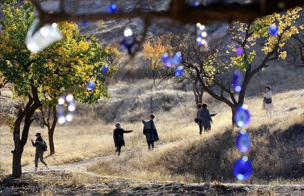 Sarının tonları Kapadokya'yı sardı