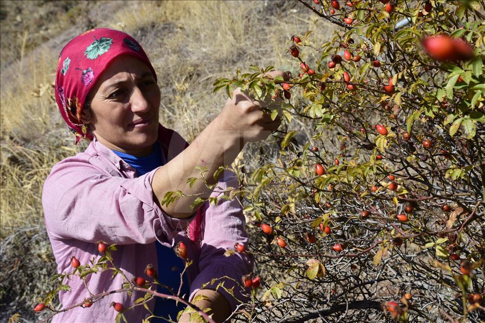 C vitamini deposu kuşburnu kış sofraları için hazırlanıyor