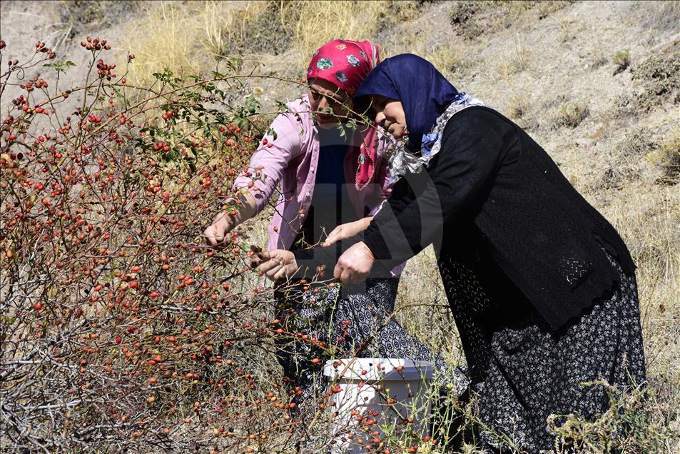 C vitamini deposu kuşburnu kış sofraları için hazırlanıyor