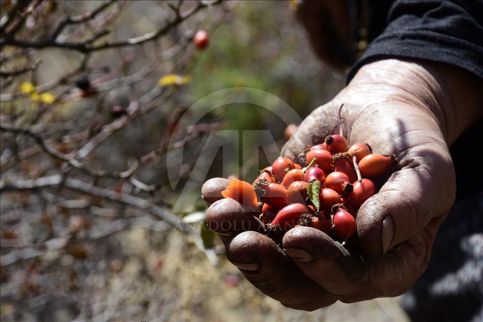 C vitamini deposu kuşburnu kış sofraları için hazırlanıyor