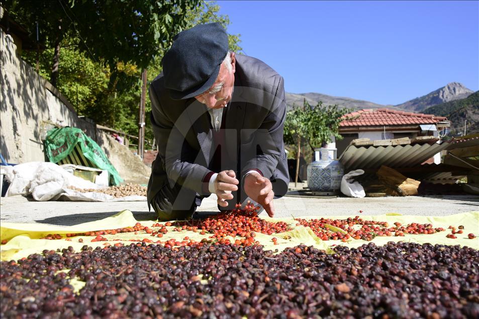C vitamini deposu kuşburnu kış sofraları için hazırlanıyor