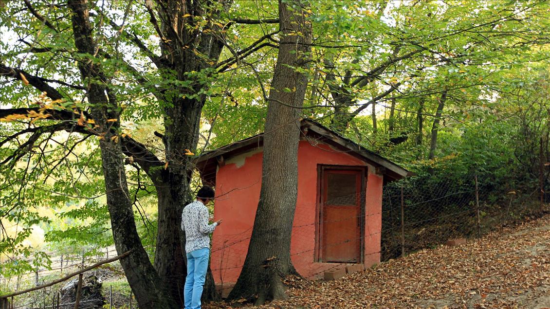 "Türbenin koruduğu" orman
