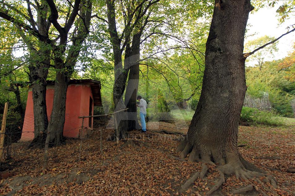 "Türbenin koruduğu" orman