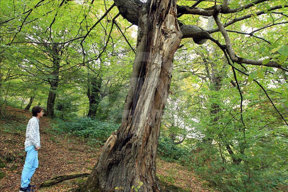 "Türbenin koruduğu" orman