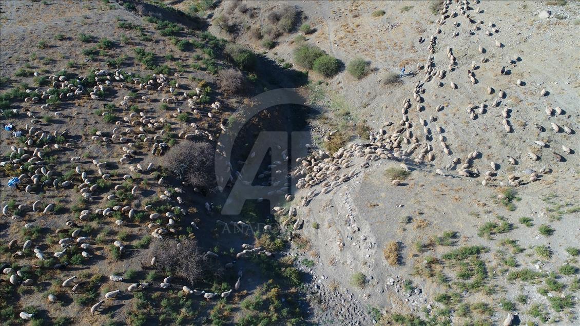 Turquie : Le périple des bergers  