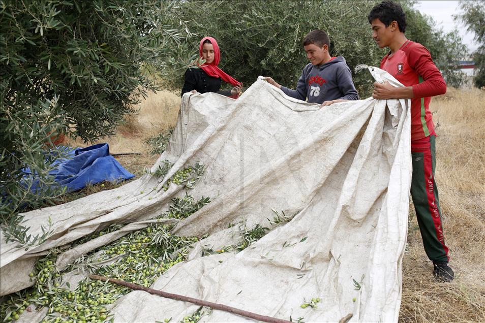 Li Herêma Kurdistanê wextê komkirina zeytûnan e
