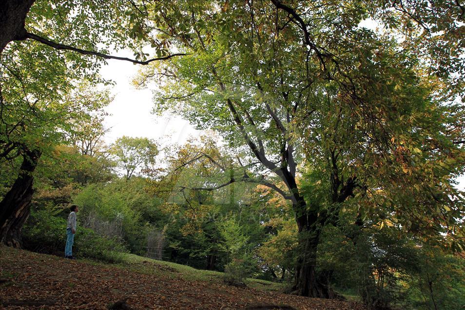 "Türbenin koruduğu" orman
